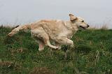 GOLDEN RETRIEVER 1034